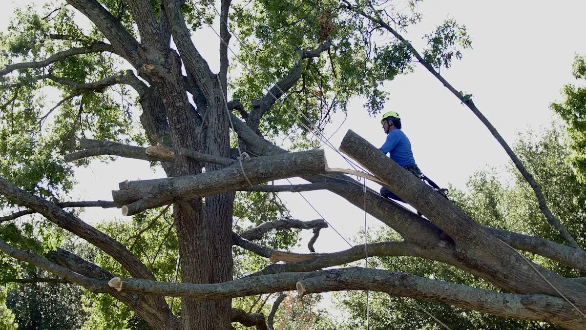 Professional Hazardous Tree Removal performed by certified arborists in Caledonia