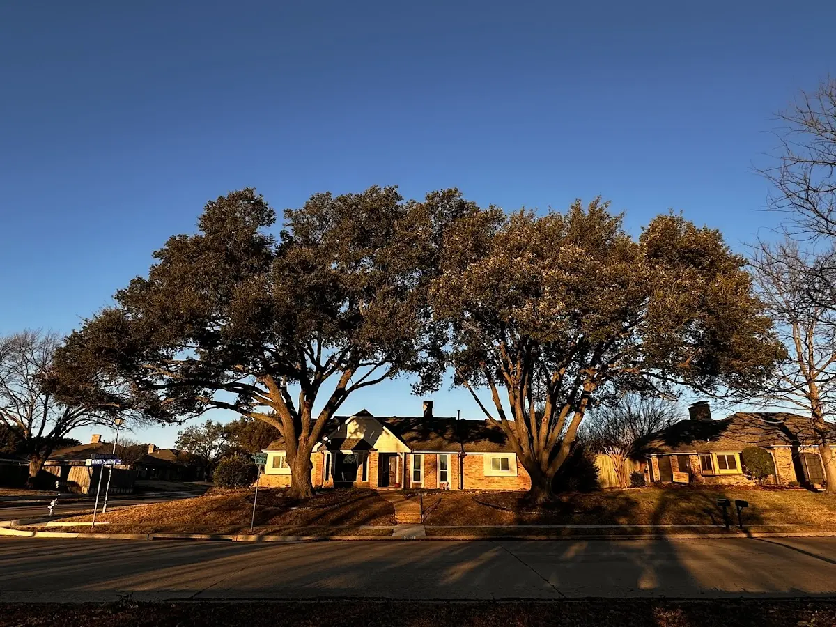 Established residential canopy tree shading a home in Caledonia